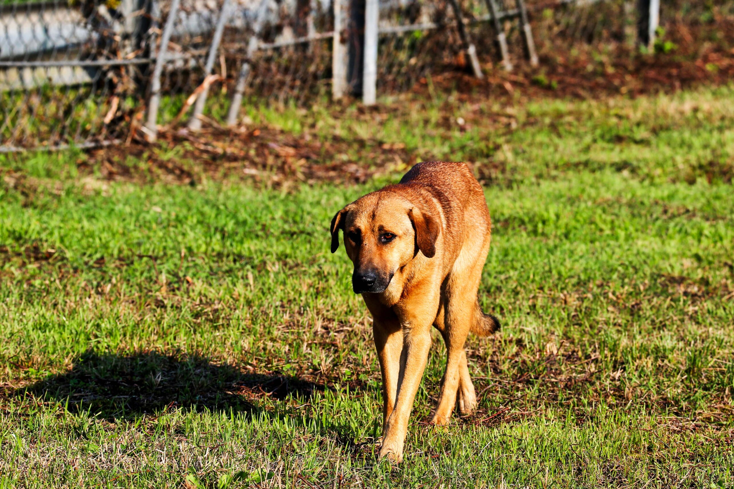 Maroc : derrière la Coupe d'Afrique des nations, l'extermination des chiens errants à cinq ans de la Coupe du monde