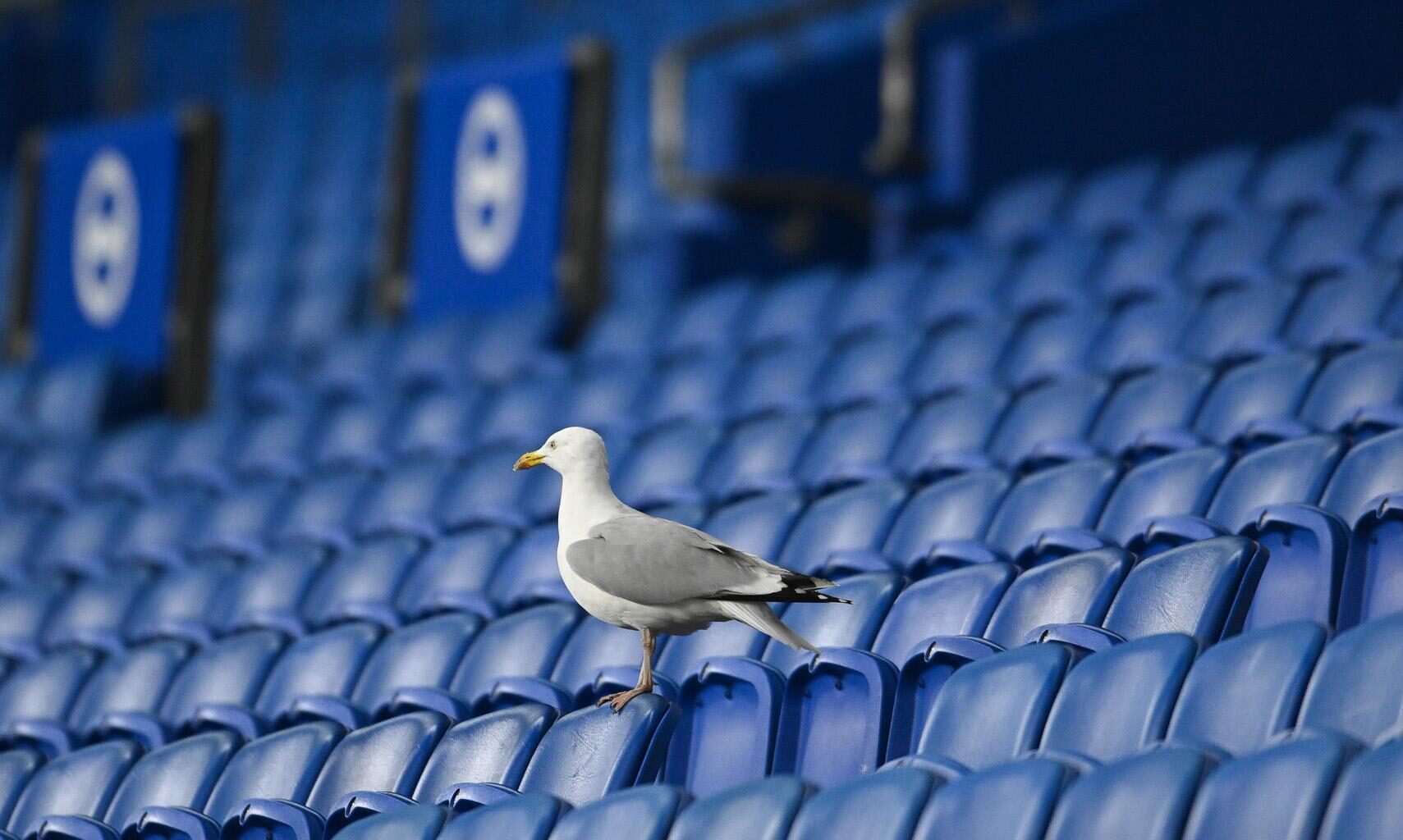 FA Cup : Un supporter de Brighton déguisé en mouette dans le parcage d'Anfield fait le buzz sur les réseaux
