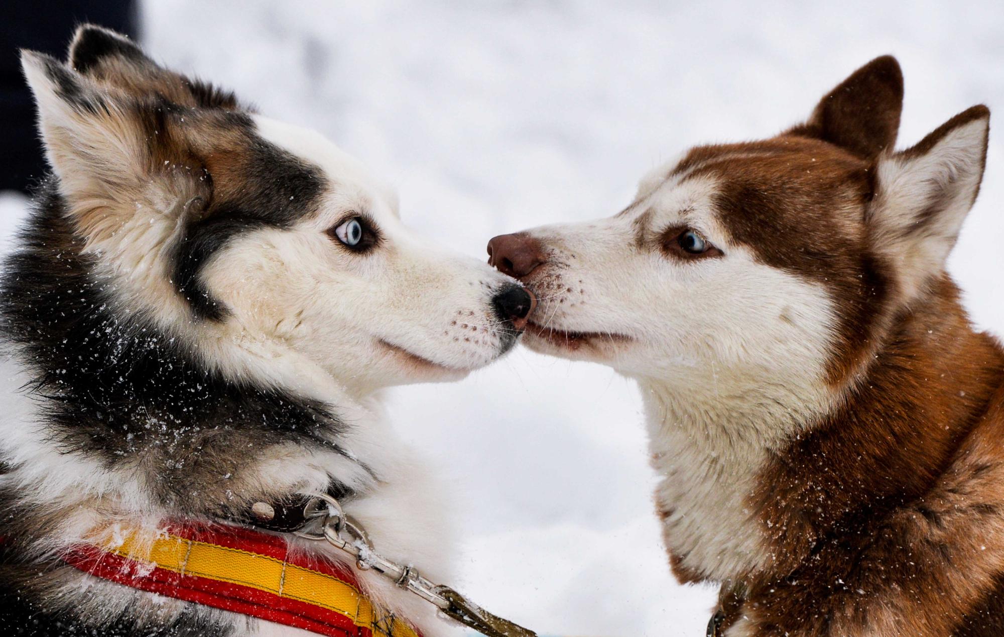 OL Lyonnes : Des chiens sont encore attendus au Groupama Stadium