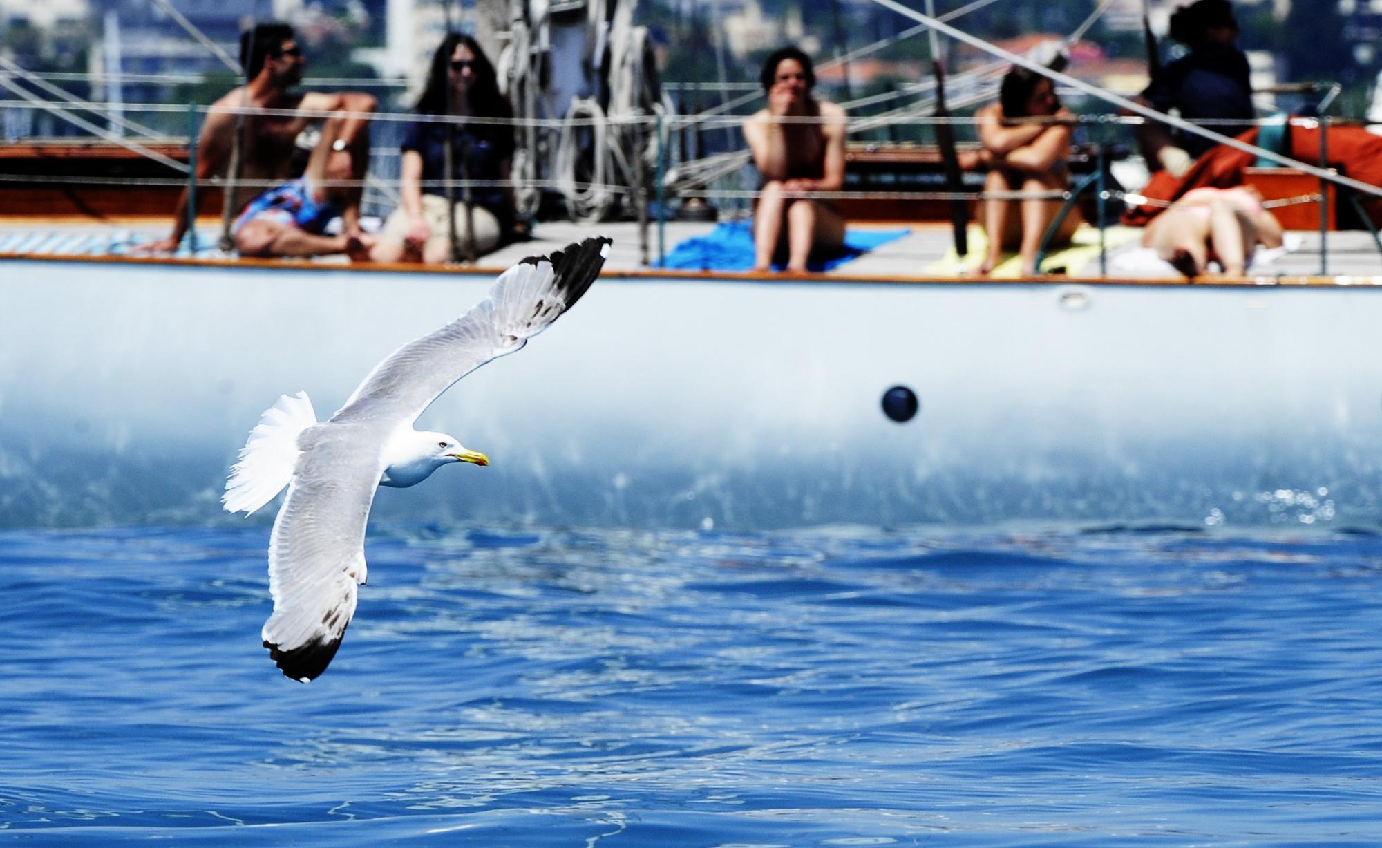 Des mouettes se mêlent à la course aux play-off en Australie