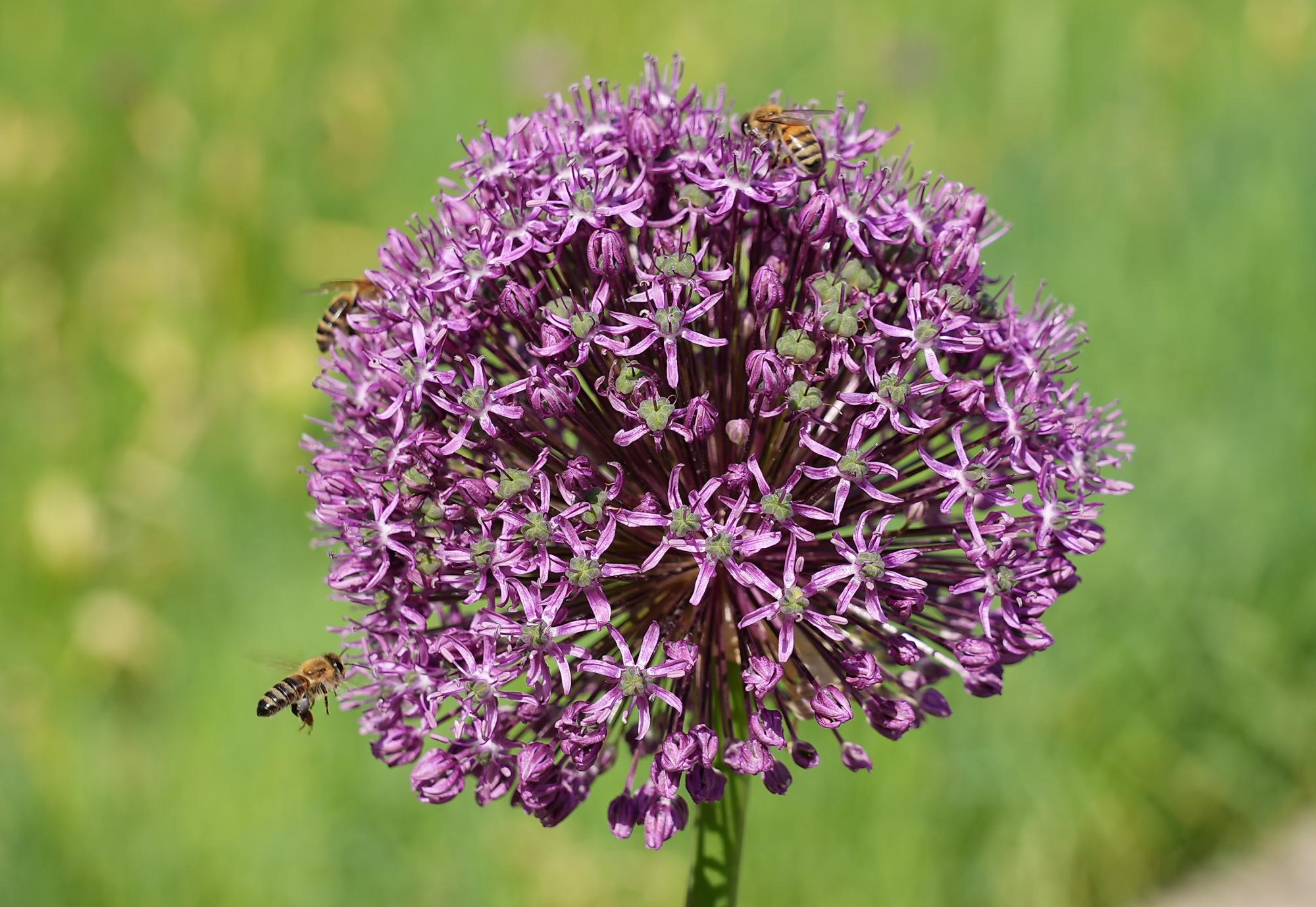 Au Brésil, un match interrompu par une invasion d'abeilles