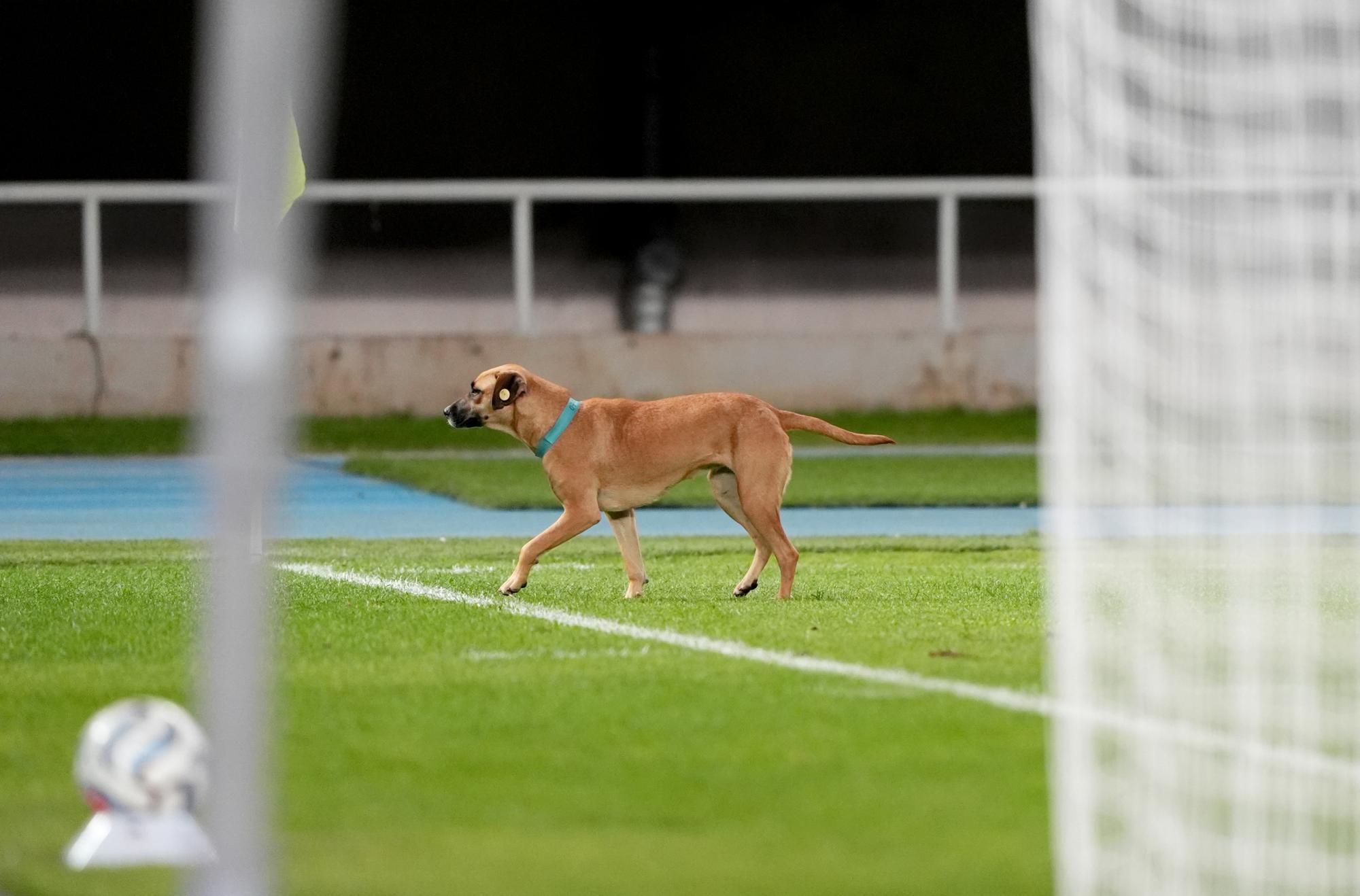 Ce chien entre sur la pelouse en plein match de football entre la Macédoine du Nord et l'Écosse en Ligue des Nations